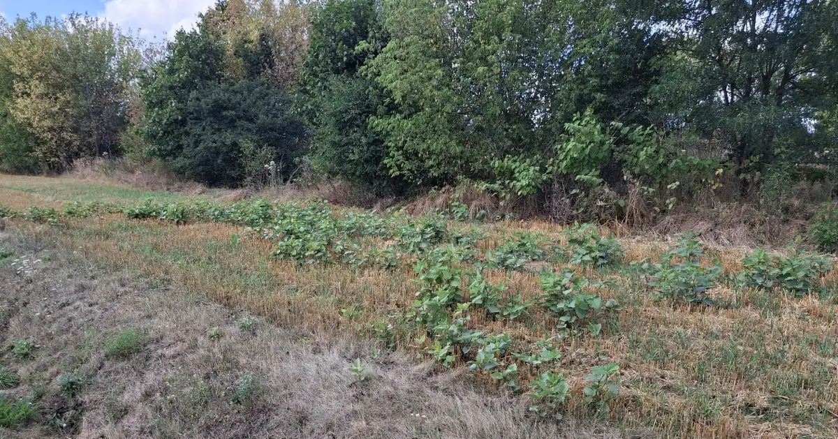 Ekspansja rdestowców z nieużytku na pole uprawne
